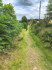 Jet wondering who keeps the track so well mown!