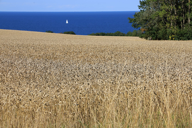 Harvest time (1)