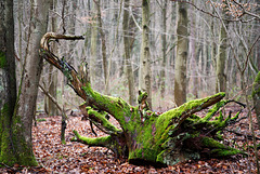 21.01.24 Darmstädter Wald 3