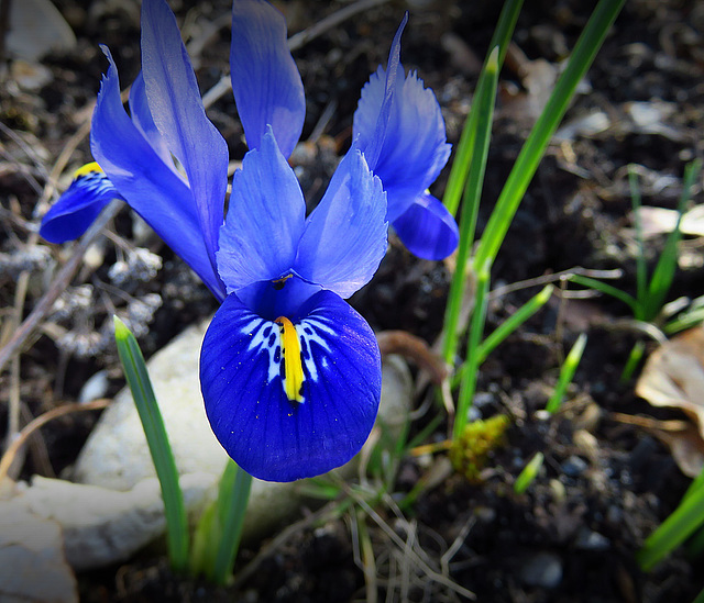 Iris reticulata (netted iris or golden netted iris).