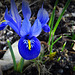 Iris reticulata (netted iris or golden netted iris).