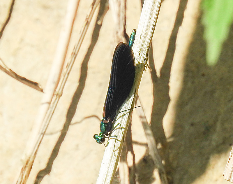 20210613 0851CPw [D~LIP] Blauflügel Prachtlibelle, UWZ, Bad Salzuflen