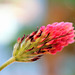 Blutklee - Inkarnatklee - Trifolium incarnatum