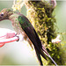 EF7A1697 Hummingbird