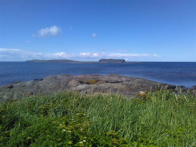 Végétation rocheuse de bord de mer