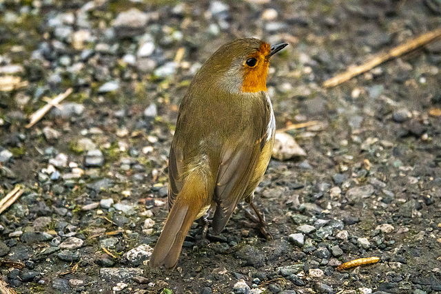 Robin