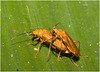 IMG 7414 Beetles