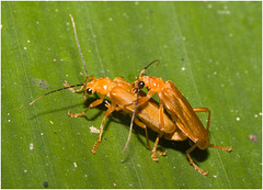 IMG 7414 Beetles