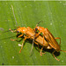 IMG 7414 Beetles