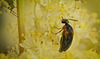 Ein Brauner Stachelkäfer (Mordellistena variegata) kam vorbei :)) The brown spiny beetle (Mordellistena variegata) came by :)) Le scarabée épineux brun (Mordellistena variegata) est passé par ici :))