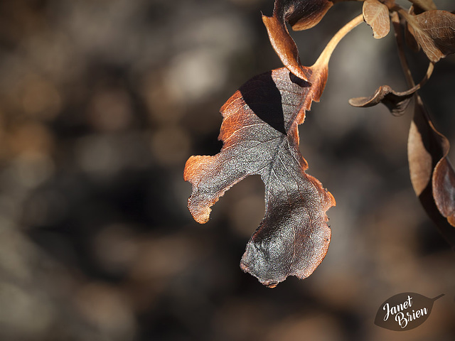 Damaged Madrone Leaf