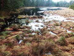 Torfa marĉlageto en la naturrezervejo Červené blato