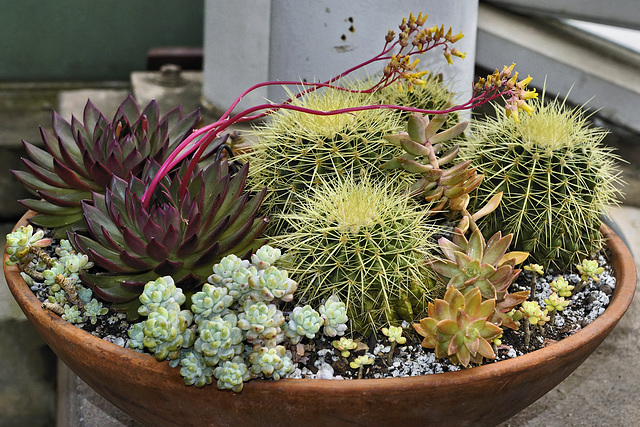 Still Life With Cactus – Brooklyn Botanic Garden, New York, New York