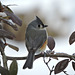 Tufted Titmouse