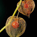 Lampionblume (Physalis alkekengi)...