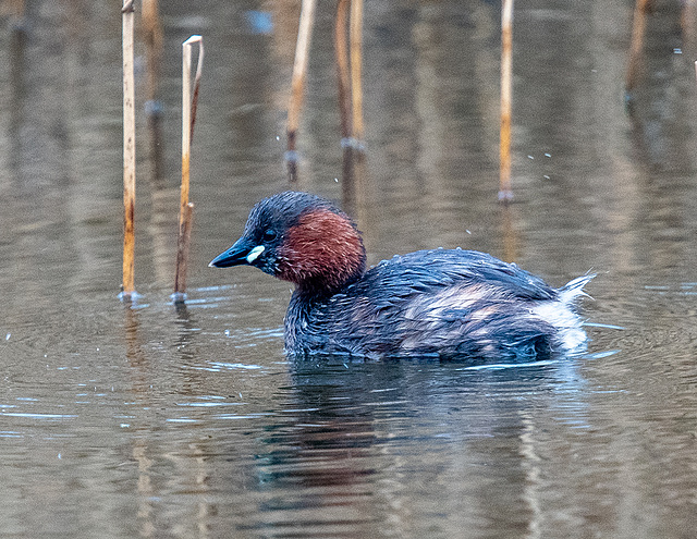 Small grebe