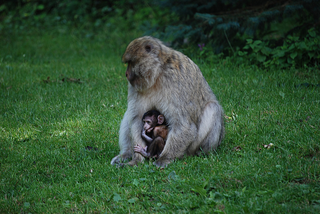 la montagne des singes