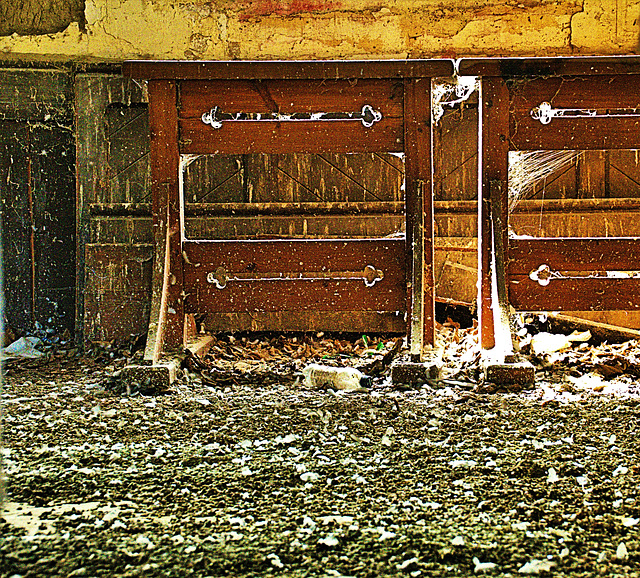 Abandoned Chapel. Carpet "created" by pigeons!