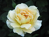 Friendship Rose