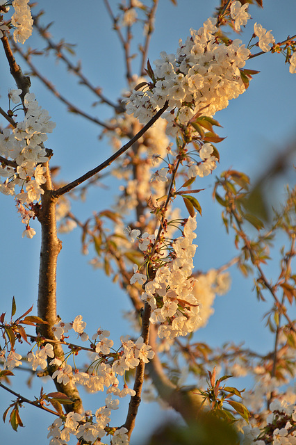 Kirschblüten