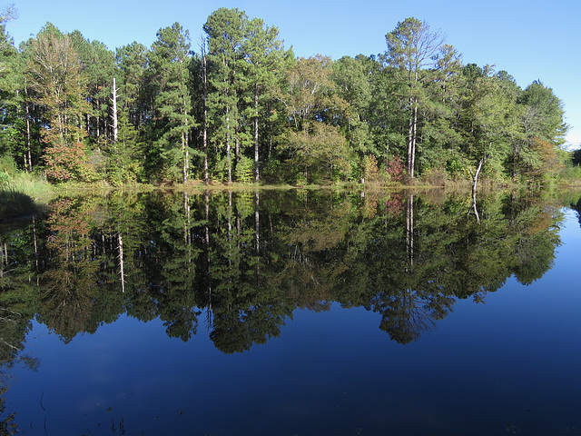 Morning reflections