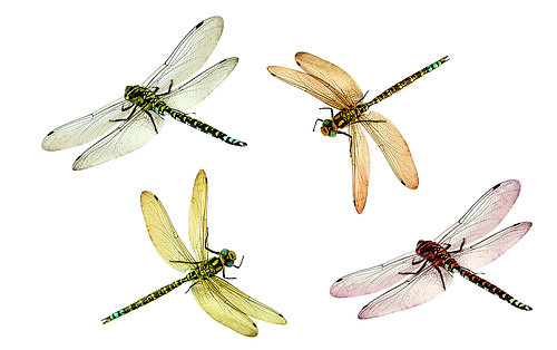 DRAGONFLIES MIGRATION (*)