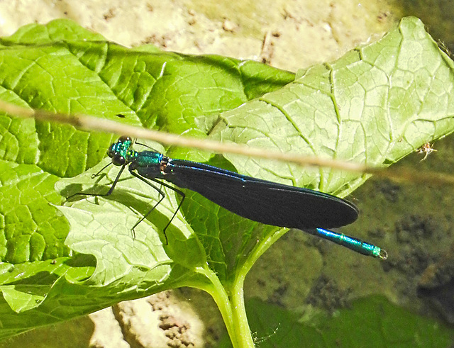 20210613 0853CPw [D~LIP] Blauflügel Prachtlibelle, UWZ, Bad Salzuflen