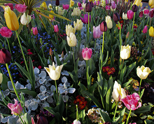 les tulipes en folie