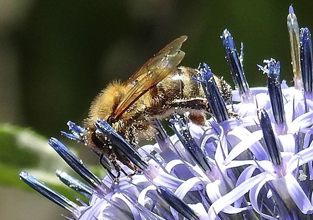 20230716 2021CPw [D~LIP] Kugeldistel (Echinops banaticus), Honigbiene, Bad Salzuflen