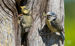 Around The Blue Tit Nest 6