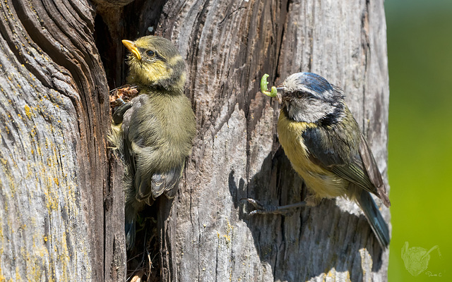 Around The Blue Tit Nest 6 Around The Blue Tit Nest 6