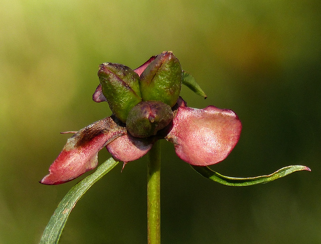 Heritage Peony gone to seed