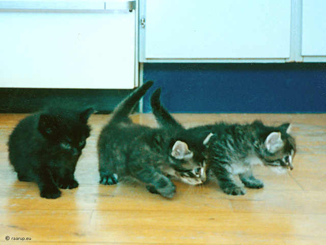 Mons, Milly & Molly exploring the World, 5 weeks