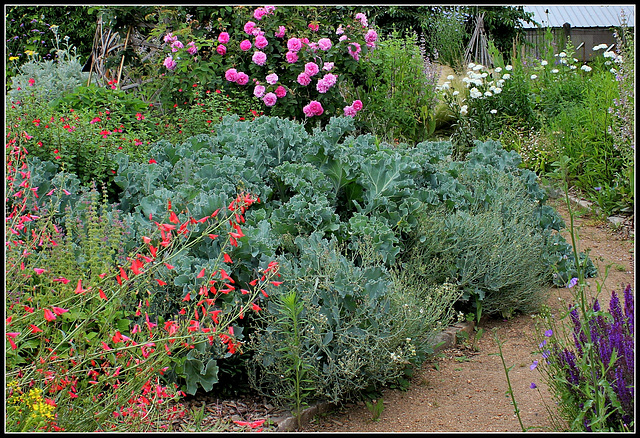 Crambe maritima - chou maritime (3)