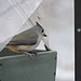 Tufted Titmouse