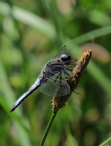 Spitzenfleck (Libellula fulva)