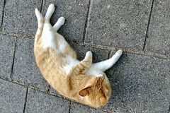 Cat on the street