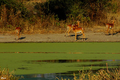 Impalas