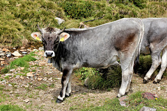 Tiroler Kühe