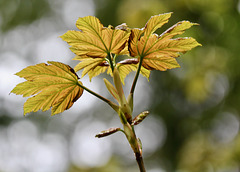 Rückseite der Blätter hoch oben am Baum