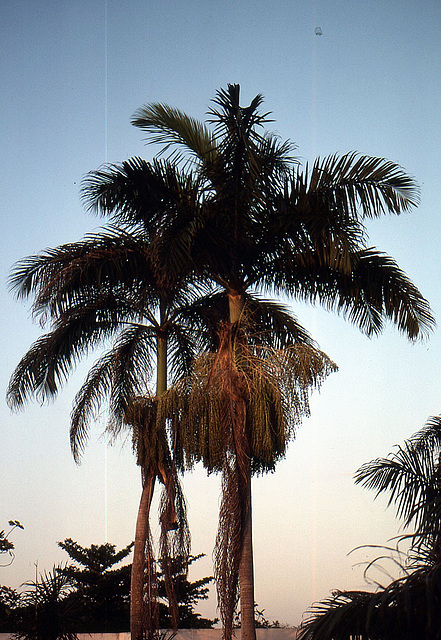 Karibikflair auf Jamaica 1984