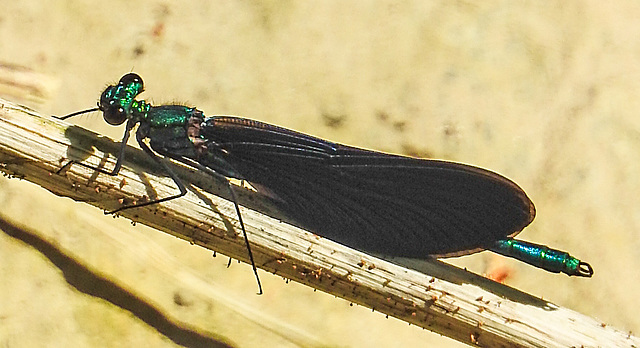 20210613 0856CPw [D~LIP] Blauflügel Prachtlibelle, UWZ, Bad Salzuflen