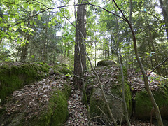 ein Baum zwischen Felsen