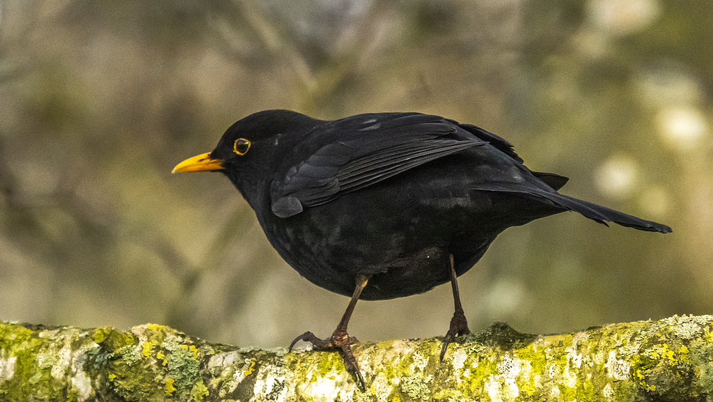 Blackbird