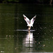 Mouette rieuse et en developpement