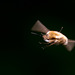 Bee Fly
