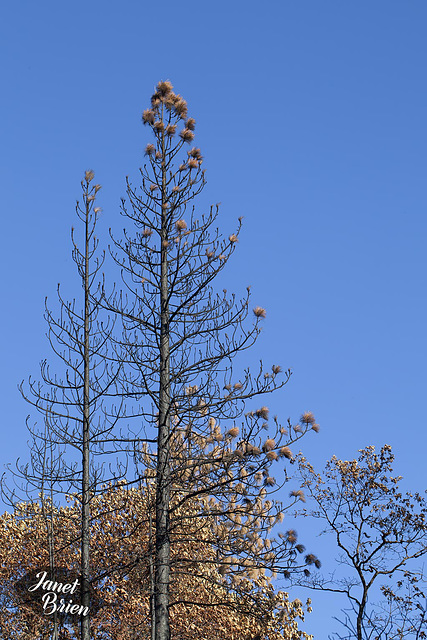 Dead Pine Trees