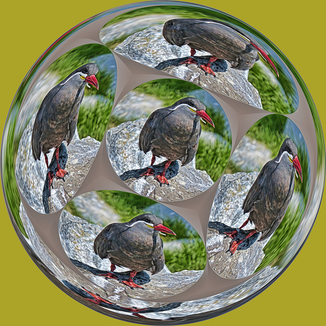 Bird circle