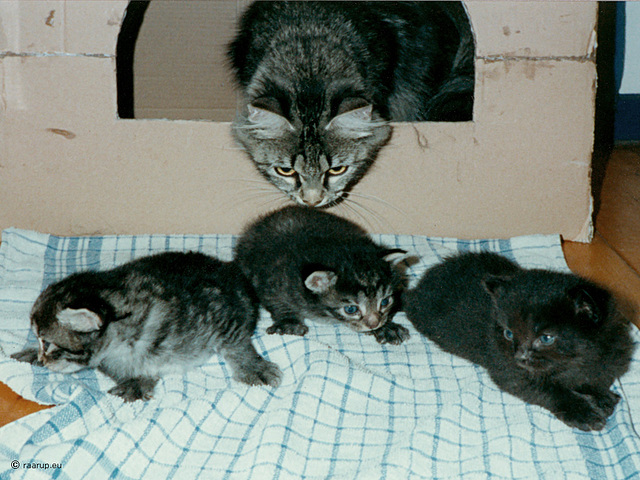 Molly, Milly & Mons with mother Ronja, 3 weeks old