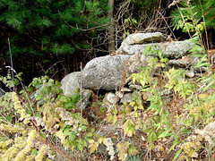 Field Stone Wall Remnant